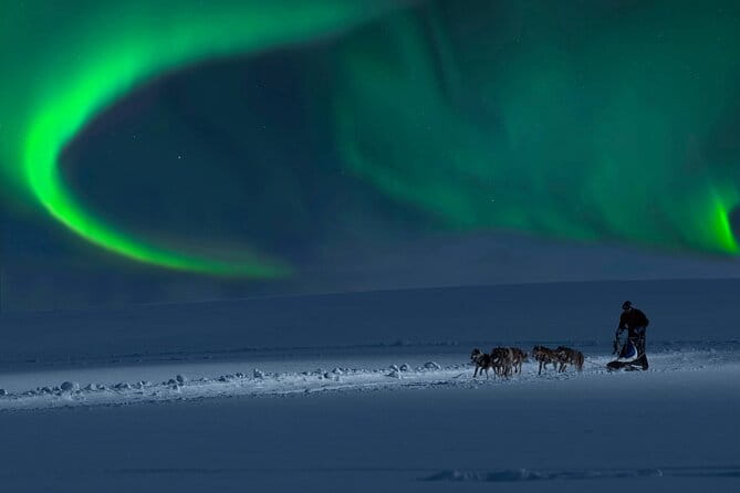 4hr Dog Sledding Tour under the Northern Lights - Key Points