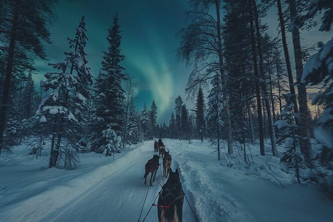 4hr Dog Sledding Tour under the Northern Lights - What Makes This Tour Worthwhile