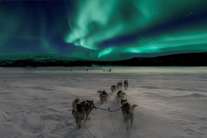 4hr Dog Sledding Tour under the Northern Lights - Final Thoughts