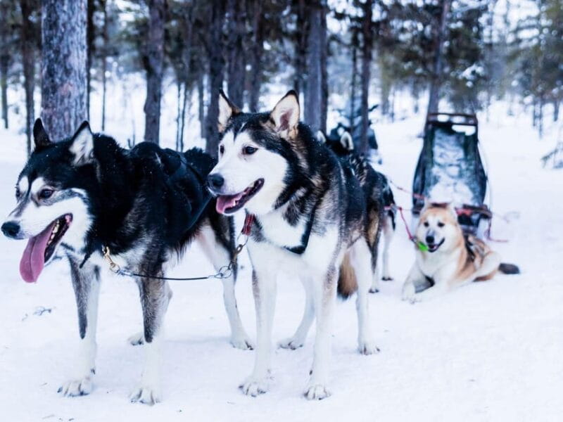 4hr Dog Sledding Trip on Finnmarksvidda - Who Will Love This Experience?