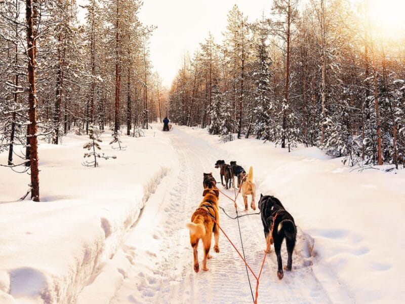 4hr Dog Sledding Trip on Finnmarksvidda - FAQ