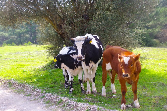 4x4 Buggy Adventures - Off-road Polaris Experience - Meeting Point and Directions