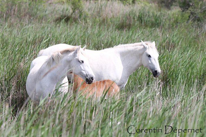 4x4 Camargue Safari 4h - Private Tour - Departure From Arles - Accessibility and Participation