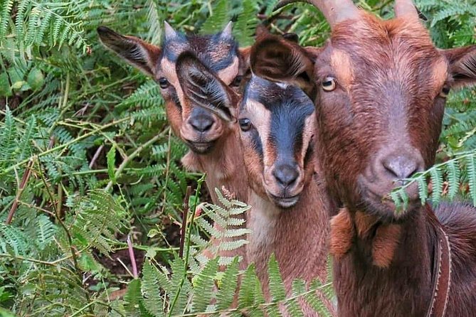 4x4 Full-Day Tour to Explore Portugals Scents and Flavors - Tour Duration and Group Size
