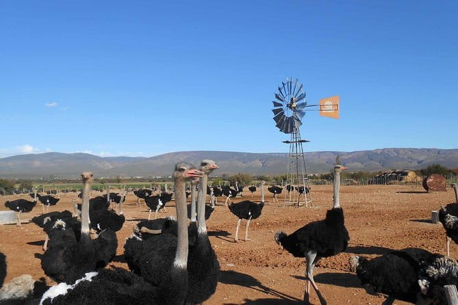 5 Day Garden Route and Addo Safari - Best of South Africa Small Group Tour - Tsitsikamma National Park Adventure