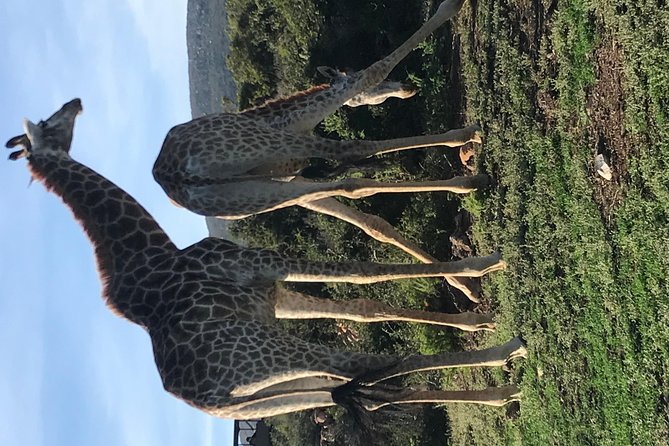 5 Day Garden Route Tour and Addo Elephant National Park - Pickup and Dropoff