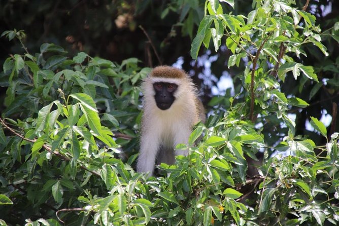 5 Day Gorillas, Wildlife and Kalinzu Forest Chimp Trek - Encounter Tree-Climbing Lions in Queen Elizabeth