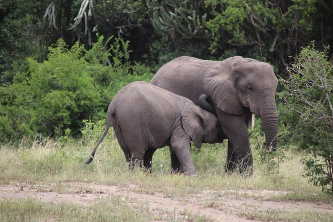 5 Day Gorillas, Wildlife and Kalinzu Forest Chimp Trek - Chimpanzee Tracking in Kalinzu