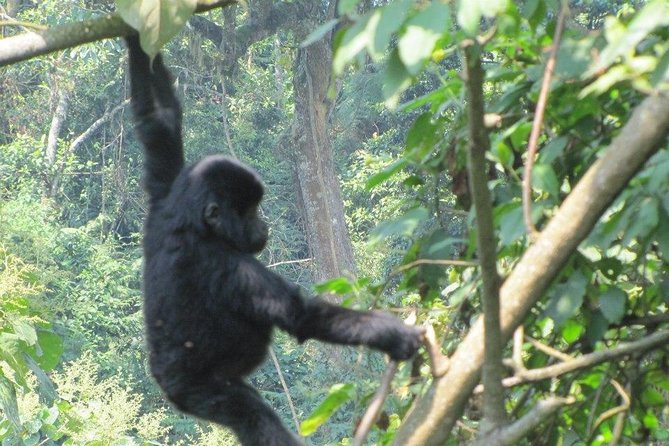 5 Day Gorillas, Wildlife and Kalinzu Forest Chimp Trek - Pickup and Ticket Redemption