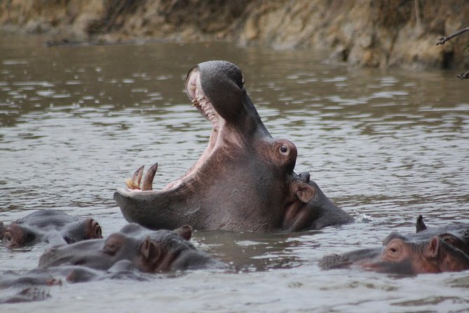 5 Day Kruger National Park Tour - Nature Walks and Starry Nights