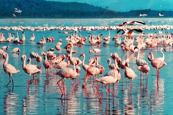 5-Day Masai Mara Lake Nakuru and Naivasha Small-group Safari Tour - Safari Destinations