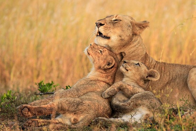 5 Day Mid Range Tanzania Safari - Pricing Information