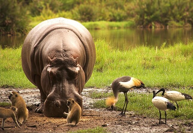 5-Day Safari Tour in 3 National Parks - Key Points