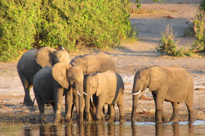 5-Day Victoria Falls and Chobe Tour From Victoria Falls - Inclusions