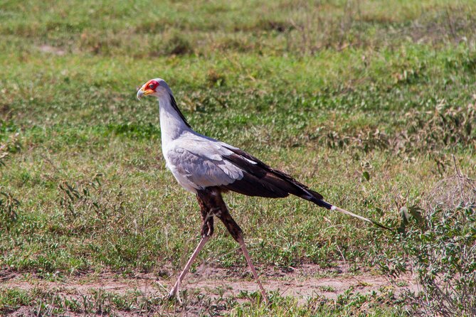 5 Days Lodge Luxury: A Taste of Tanzania Safari - Itinerary Day 2