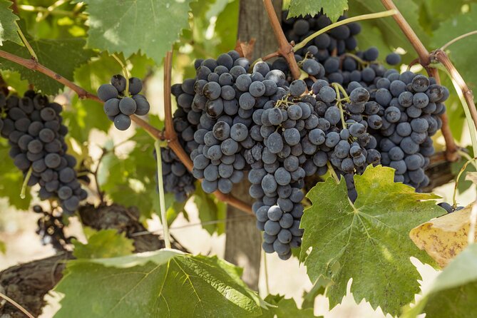 5 Wine Tastings in San Gimignano - Accessibility and Participation