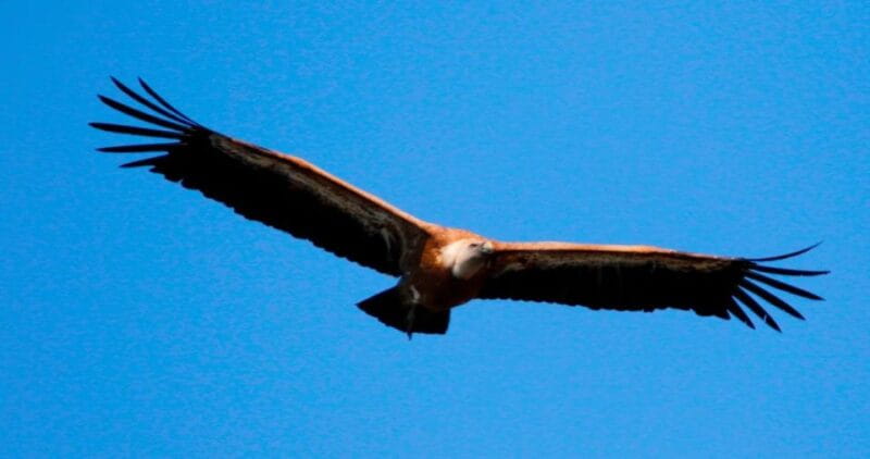 5,5h Plavnik Island: Swim & Snorkel with Capt. Bobo (Public) - Final Thoughts