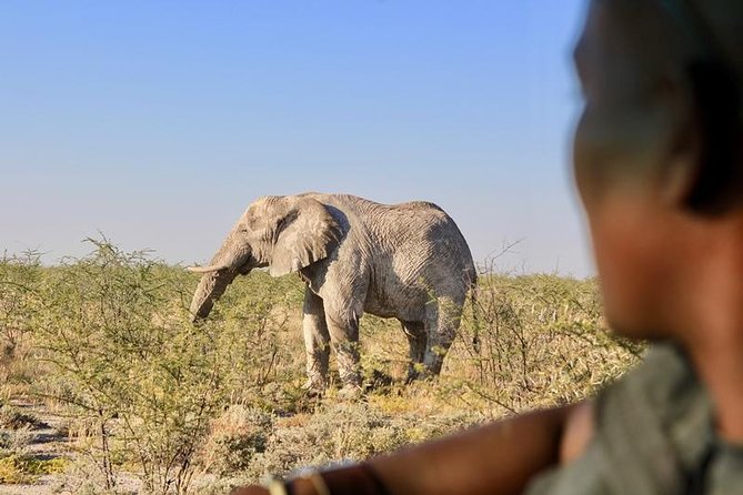 6-Day Dunes and Wildlife Accommodated Safari From Windhoek - Namib Desert Adventure