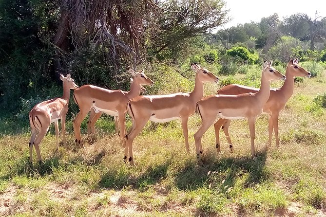 6 Days Guided Safari: Nairobi / Lake Nakuru / Lake Naivasha / Masai Mara N R - Wildlife Photography Opportunities