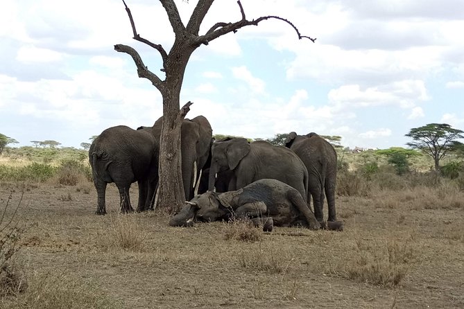 6 Days Joining Group Safari to Tarangire,Serengeti,Ngorongoro & Manyara Tanzania - Intimate Group Experience