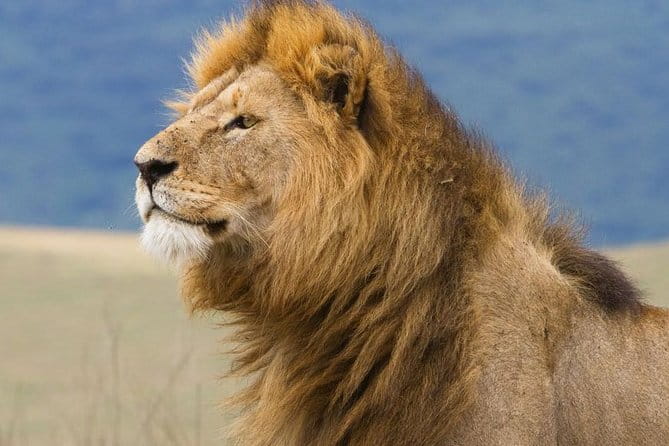 6 Days Serengeti Safari(Hiking Waterfalls &Coffee Tour) - Safari Reviews