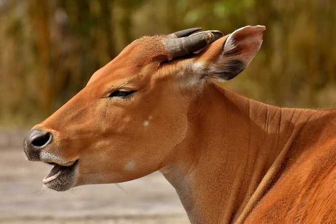 6 Days Tarangire, Serengeti, Ngorongoro & Manyara Joining Safari Tour Tanzania - Included Tour Amenities