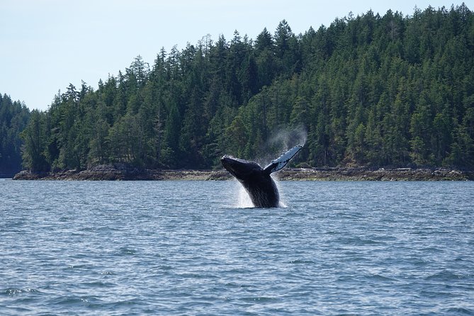 6 Hour Covered Boat Whale Watching Tour - Searching for Marine Life
