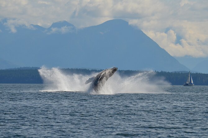 6 Hour Covered Boat Whale Watching Tour - Relaxing With Refreshments