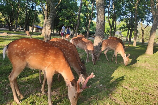 7-Day Best Japan Tour - The Sum Up