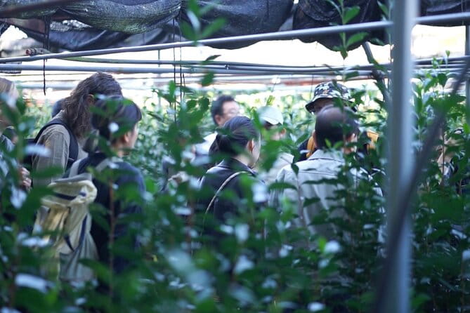 7 Day Craftsmanship of Tea Tour in Kyoto, Uji and Aizu-wakamatsu - Physical Fitness Requirements