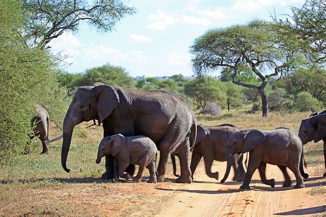 7 Day Grand Tanzania Safari - Meeting and Pickup