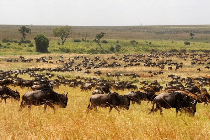 7 Day Grand Tanzania Safari - Health and Safety Information