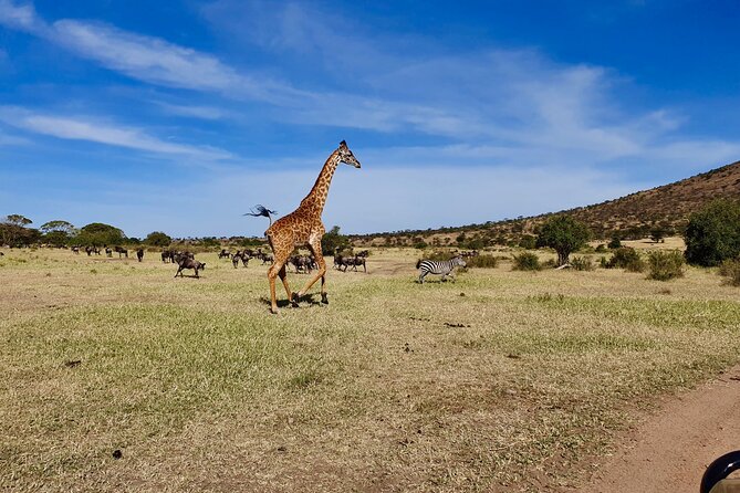 7 Day Grand Tanzania Safari - Reviews and Ratings