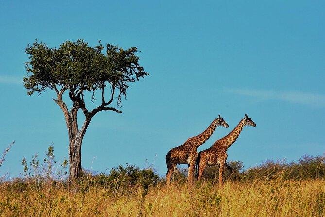 7-Day Magical Tanzania Safari -Premium High End Package - Professional Driver/Guide