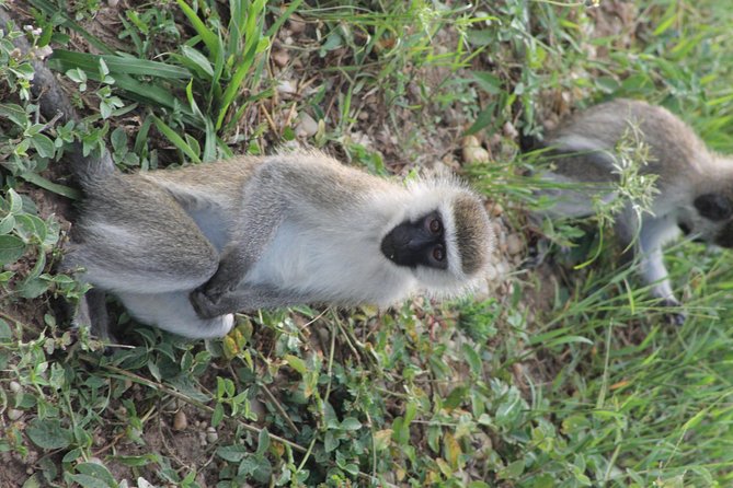 7-Day Murchison Falls, Chimps & Gorilla Trekking - Pickup Information