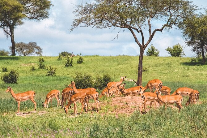 7-Day Tanzania Odyssey Safari- High End Tour - Included Experiences