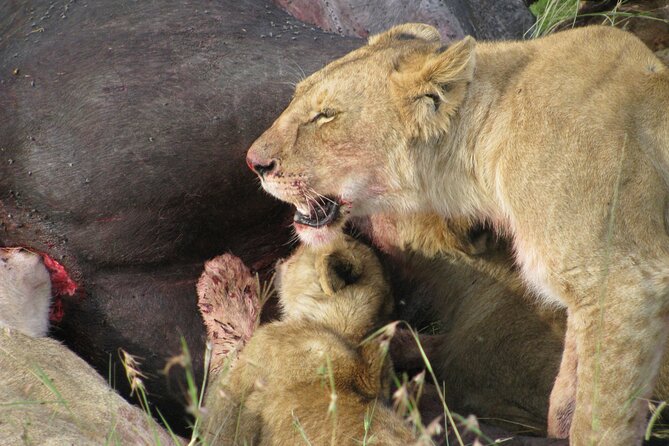 7-Days Kenya Safari Samburu, Aberdare, Lake Nakuru, & Maasai Mara - Meeting and Pickup