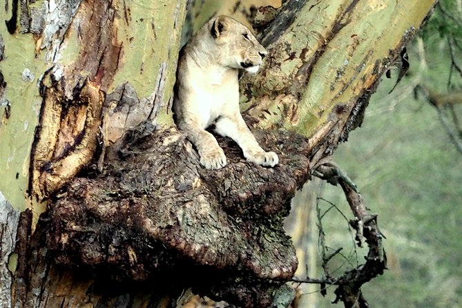 7 Days Masai Mara / Lake Nakuru / Lake Naivasha / Amboseli - Wildlife Observation