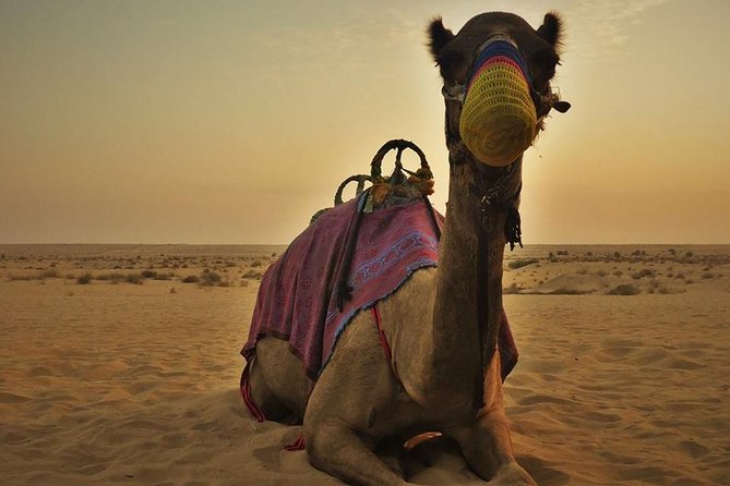 7-Hour Small Group 4x4 Desert Safari Tour With Buffet Dinner in Dubai - Professional Driver/Guide