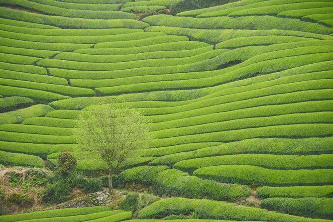 7hr Private Guided Van Tour Nara & Matcha Farm - Itinerary Highlights