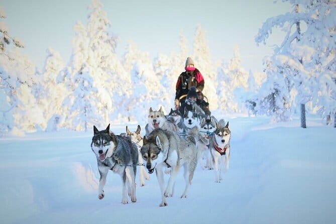 8-10km Husky Ride in the Taiga and Visit other farm animals - An Adventure Among Huskies & Farm Animals in Rovaniemi