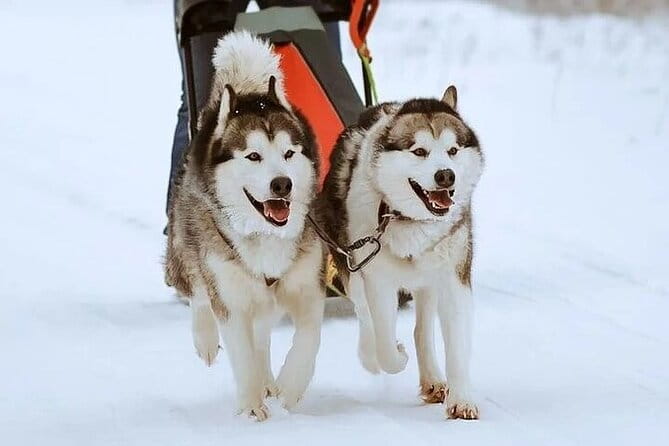 8-10km Husky Ride in the Taiga and Visit other farm animals - Getting to the Heart of the Husky Adventure