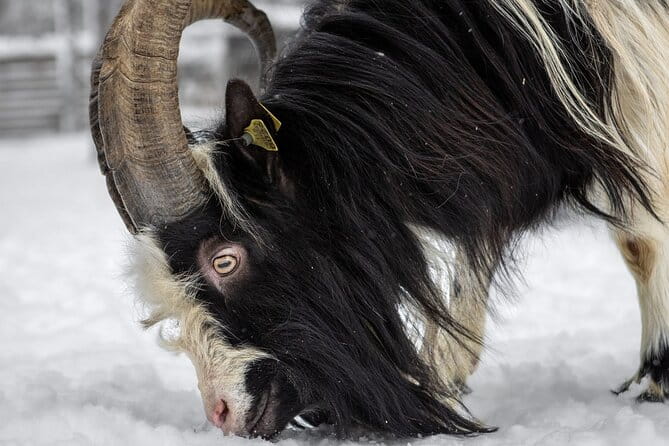 8-10km Husky Ride in the Taiga and Visit other farm animals - Meeting Farm Animals & Learning About Life in Lapland