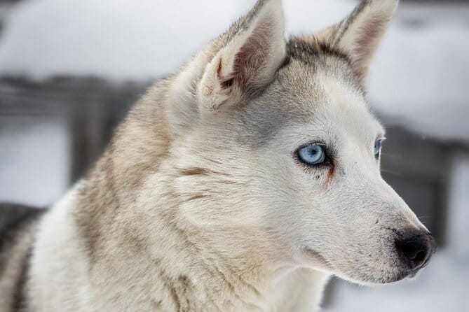8-10km Husky Ride in the Taiga and Visit other farm animals - Why This Tour Delivers Excellent Value