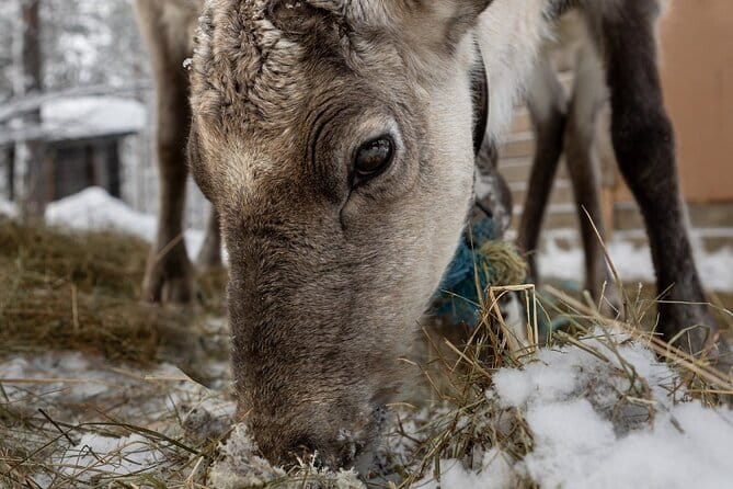 8-10km Husky Ride in the Taiga and Visit other farm animals - Who Should Consider This Experience?