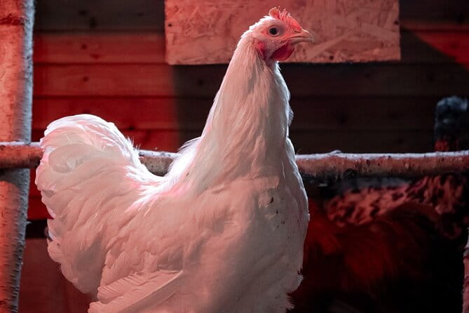 8-10km Husky Ride in the Taiga and Visit other farm animals - Practical Tips & Considerations