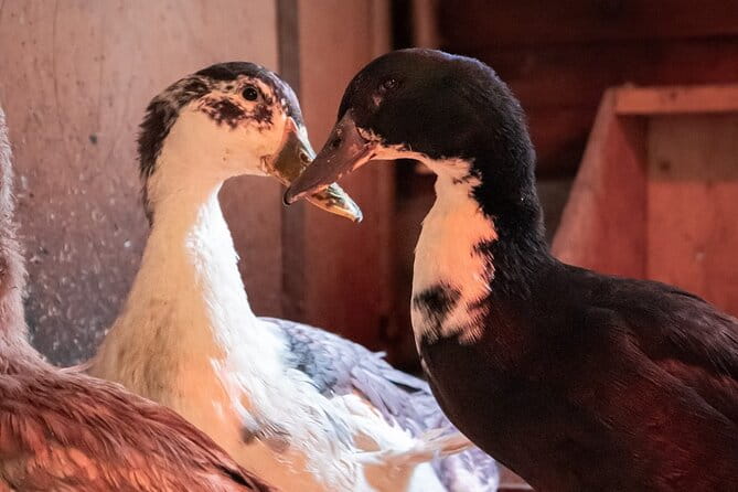 8-10km Husky Ride in the Taiga and Visit other farm animals - FAQs