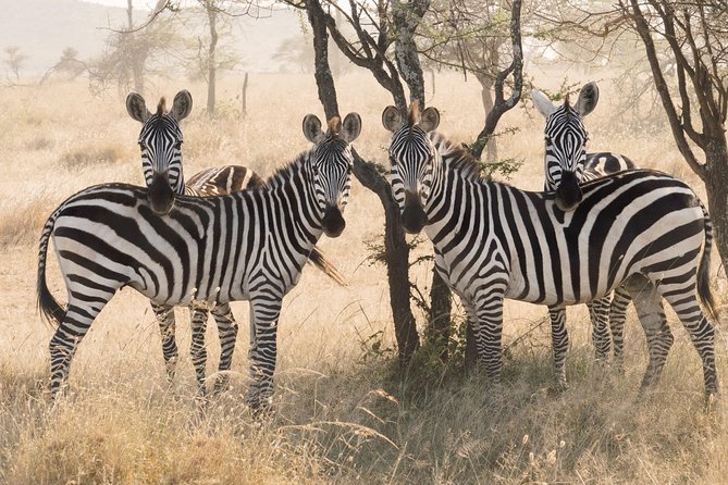8 Day Spectacular Migration Serengeti Mid -Range Tanzania Safari - Tour Confirmation and Accessibility
