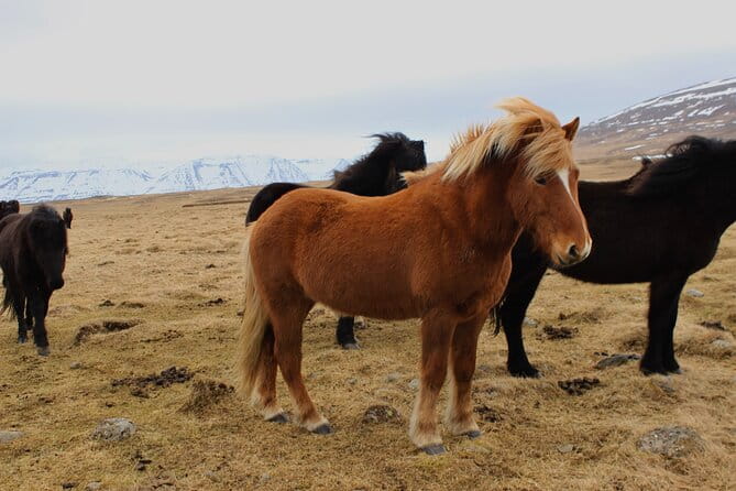 8 Day Winter Circle Tour, Ring Route of Iceland with Snæfellsnes Peninsula - Who Will Love This Tour?