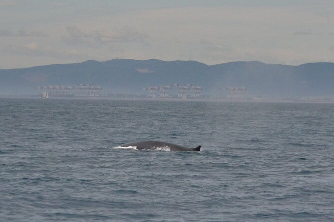 8-Hour Whale Watching in Barcelona - An In-Depth Look at the Whale Watching Experience in Barcelona
